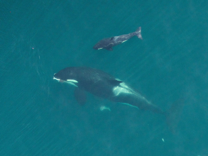 Illustration for article titled Drone Captures First-Ever Aerial Photos Of Nursing Orca Calf